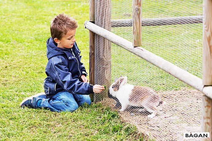 Siatki dla królików do ogrodzenia wybiegu